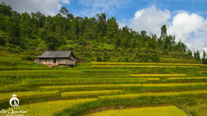 Hình ảnh của Có một mùa vàng Hoàng Su Phì say đắm đến vậy